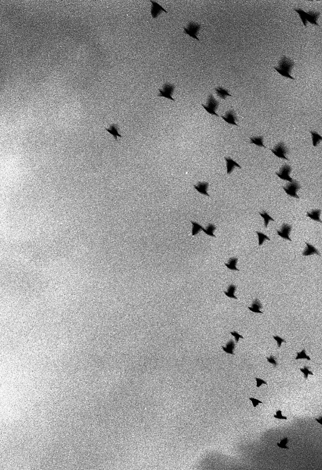 Kiev 4 - New Scan - Birds in Flight