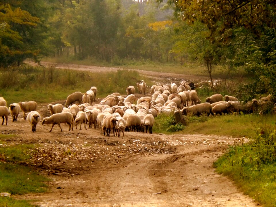 Nature capra rural environment