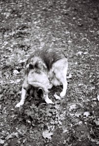 Praktica BC1 - Eli (Eliška)
