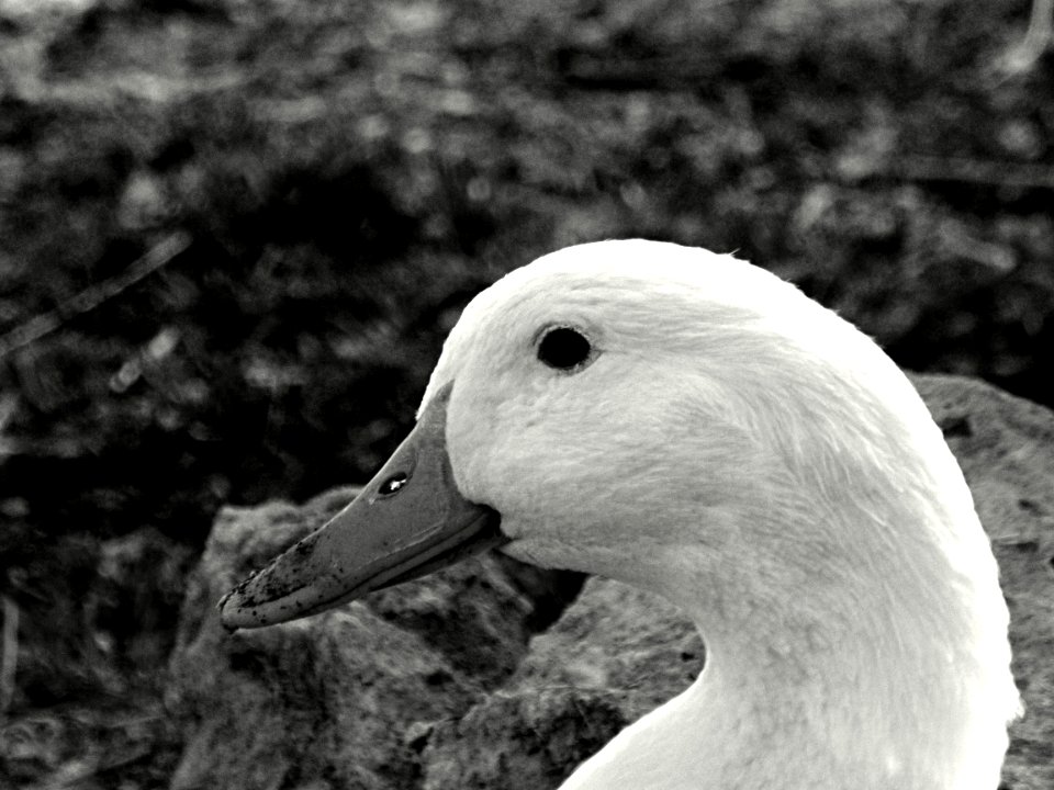 Duck Portrait 1