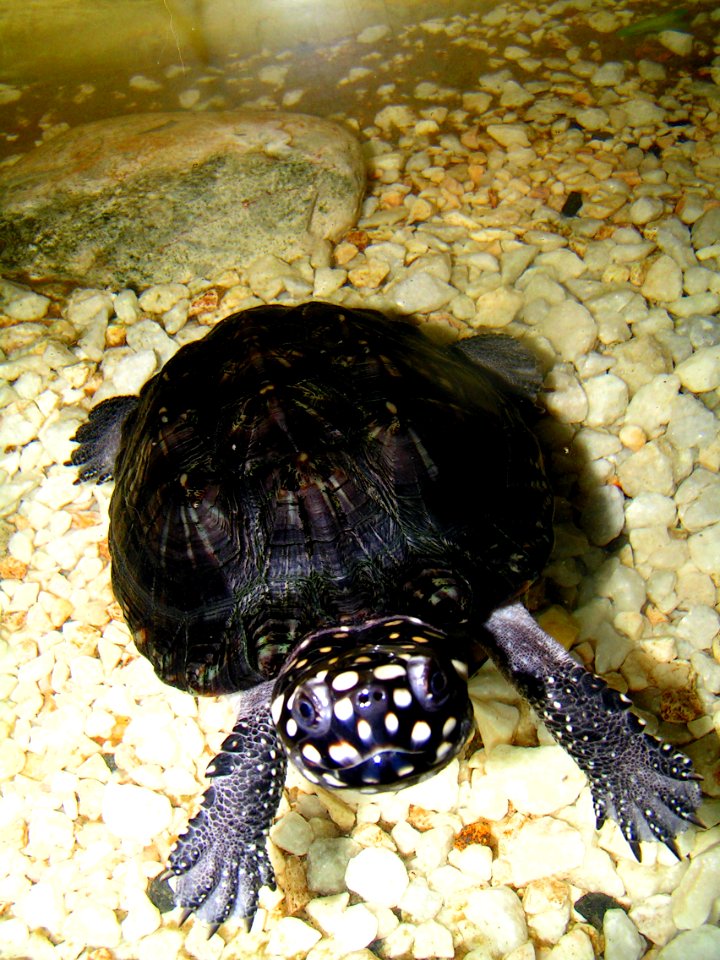 Black pond turtle