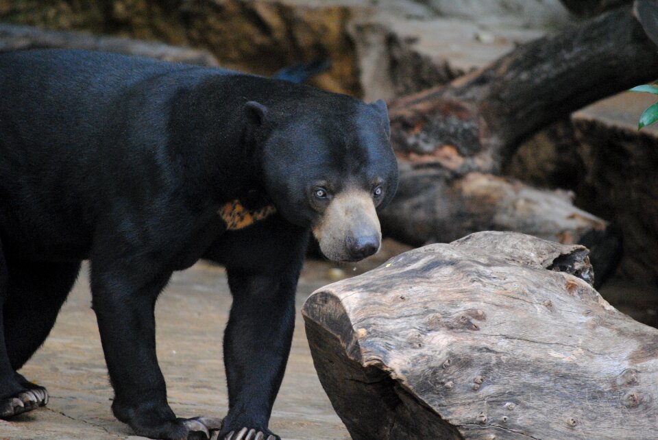 Wildlife mammal nature