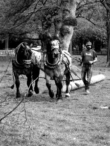 Man with Carthorses photo