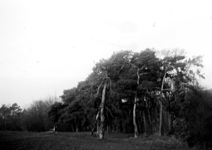 Agfa Billy Record 7.7  - Pine Trees