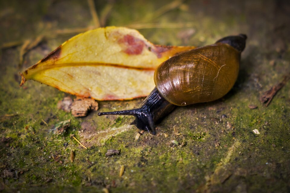 Animal slide snail shell