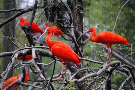 Animal summer red