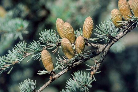 Conifer pine green photo