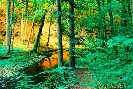 Canon EOS 30 - Magic Forest