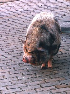 Hubert, 11 years old pig 1