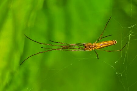 Hairy fauna arthropods