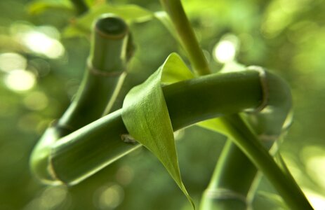 Green natural freshness