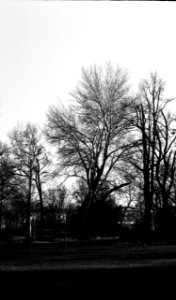Zorki 4 + Industar-61 L/D - Trees in the Park