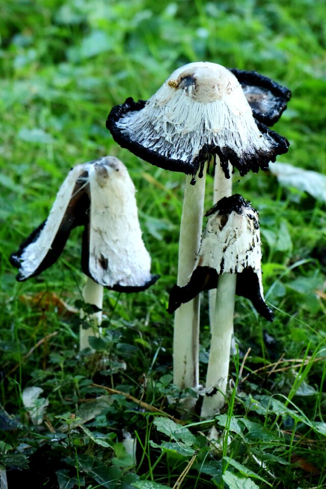 Comatus mushroom asparagus mushroom
