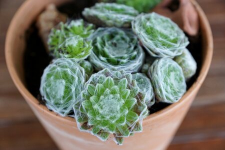 Garden pot hobby