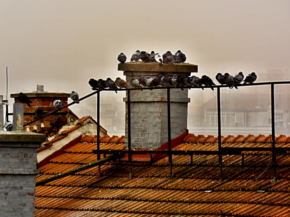 Just Some Pigeons from My Window