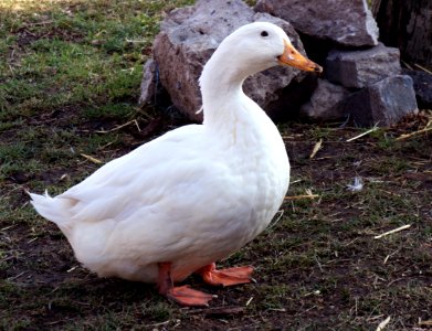 Duck 1