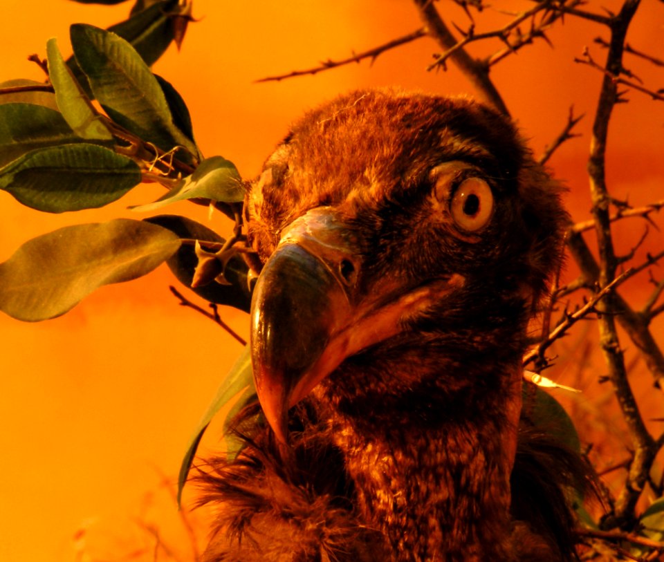 Portrait of the Stuffed Vulture (detail of diorama)