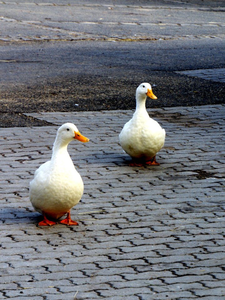 Ducks 3