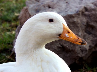 Duck Portrait 2