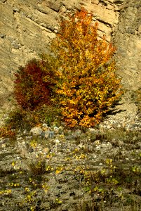 Sony Alpha A230 with MIR-1V - Hády Hill - Autumn Tree