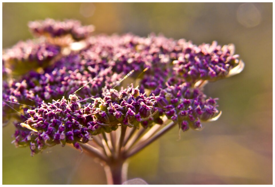 Close detail macro