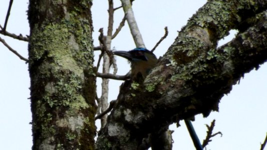 Birdwatching PANACOMA Comayagua Honduras