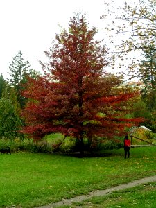 Young Woman in Red Admiring Autumn Tree