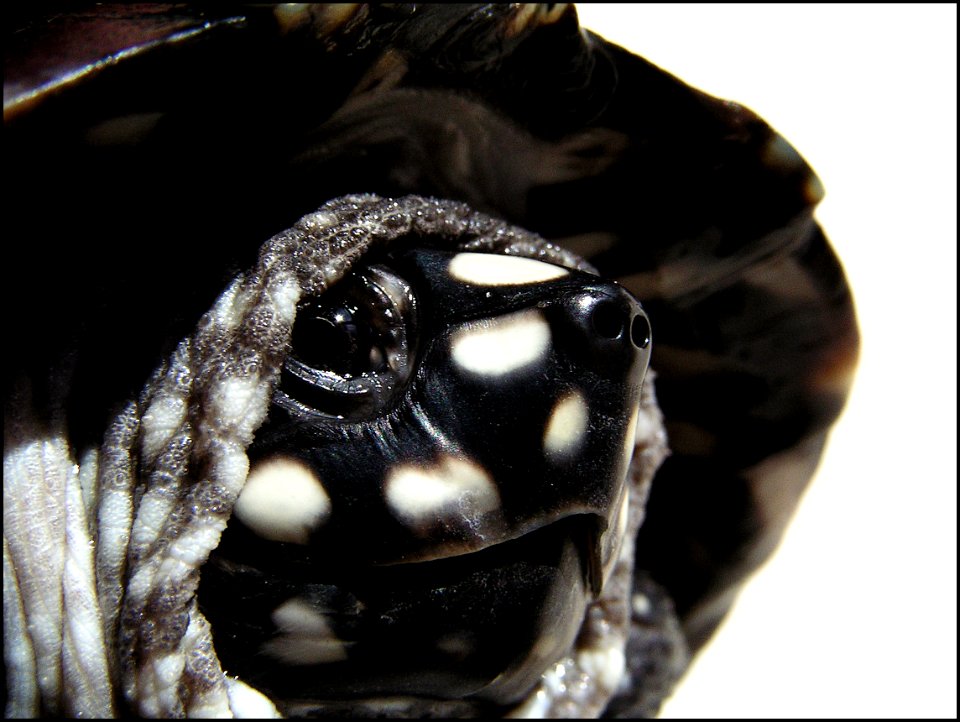 Black pond turtle - Detail