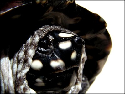 Black pond turtle - Detail