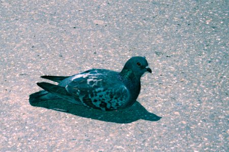 Olympus Mju II - Old Pigeon