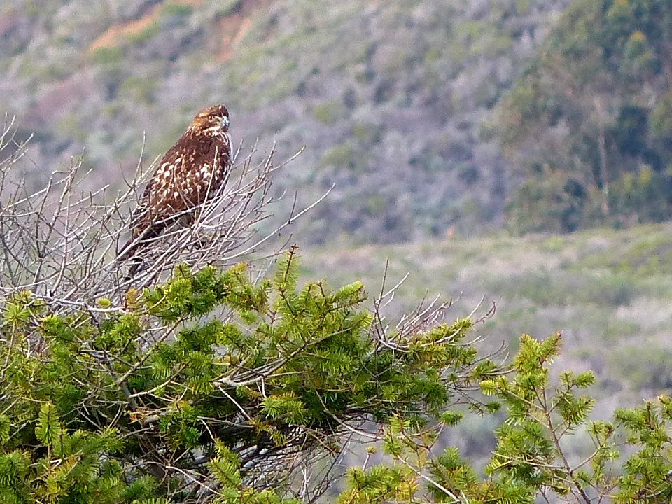 Watchful eye