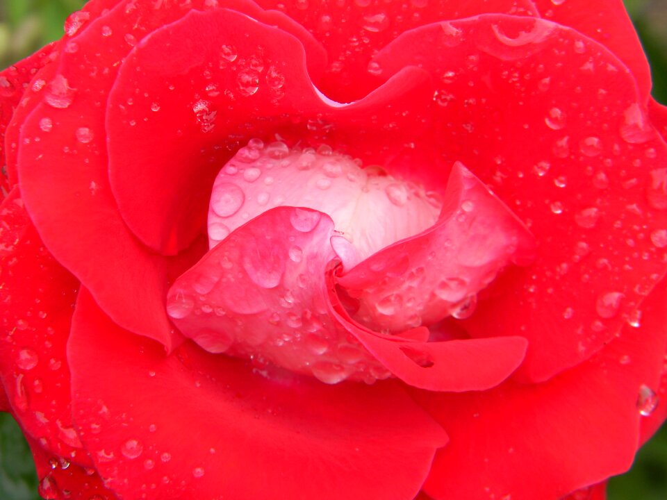 Petals garden nature