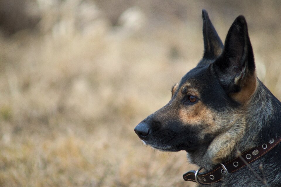 German shepherd pet views