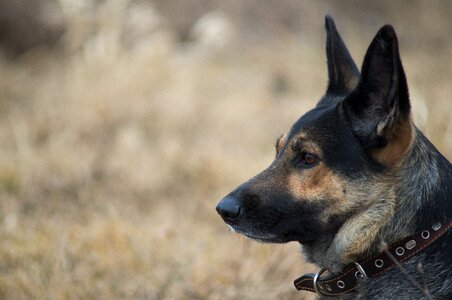 German shepherd pet views