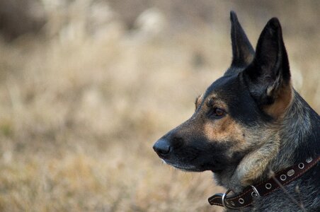 German shepherd pet views photo