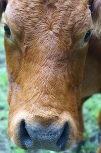 Agriculture milk cattle