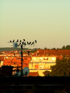 Pigeons of the Dawn