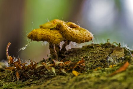Spore hatter gombatelep
