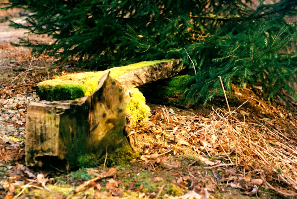 Praktica MTL 3 + Industar-61 L/Z - Bench Overgrown by Moss 2