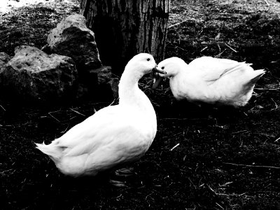 Ducks 2