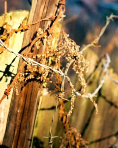 Praktica MTL 3 + Industar-61 L/Z - Barbed Wire Study 1