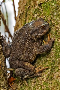 Amphibians nature brown toad