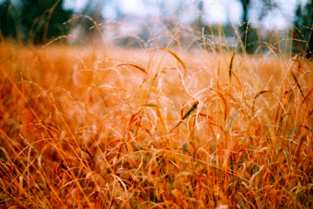 Canon EOS 30 - Crossbird Film - Dying Grass