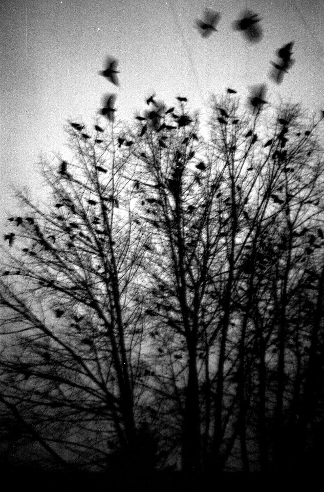 Smena Symbol - Ravens