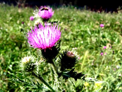 Thistle