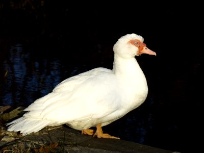 Male Duck 1