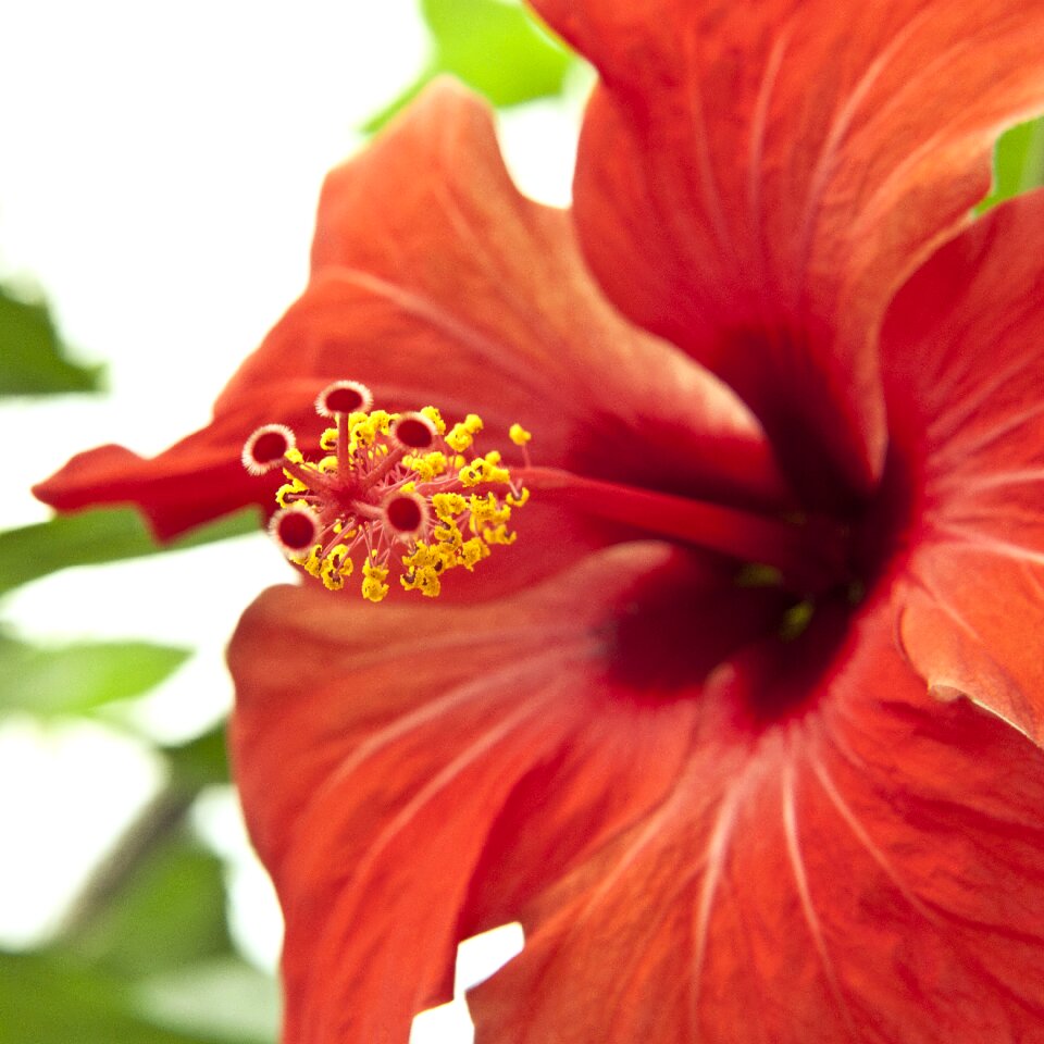 Flower red hibiscus