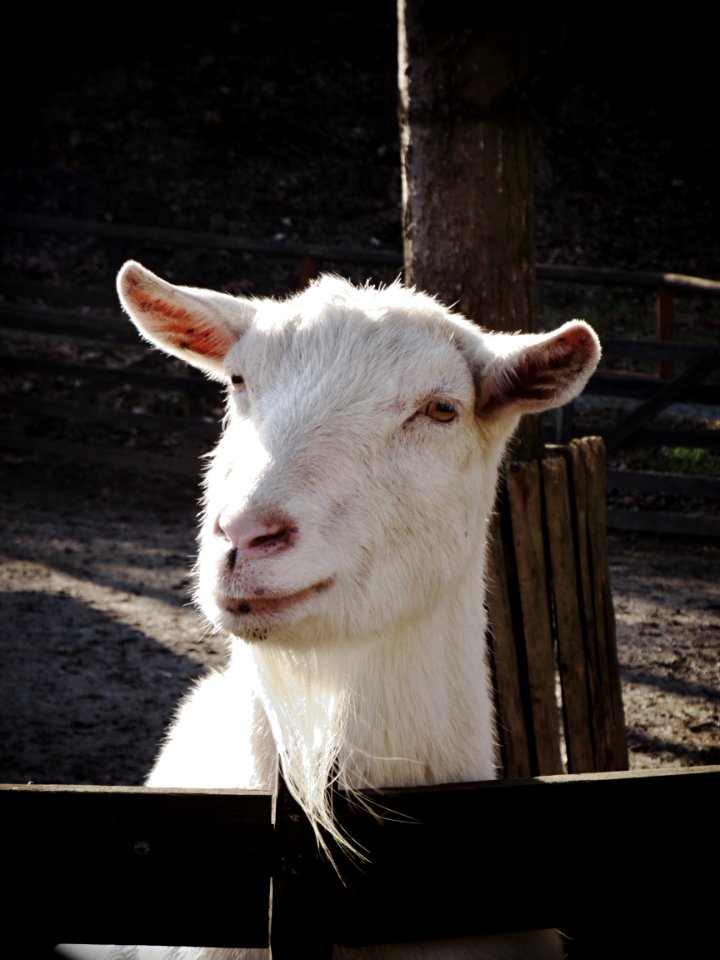White Goat Portrait 1