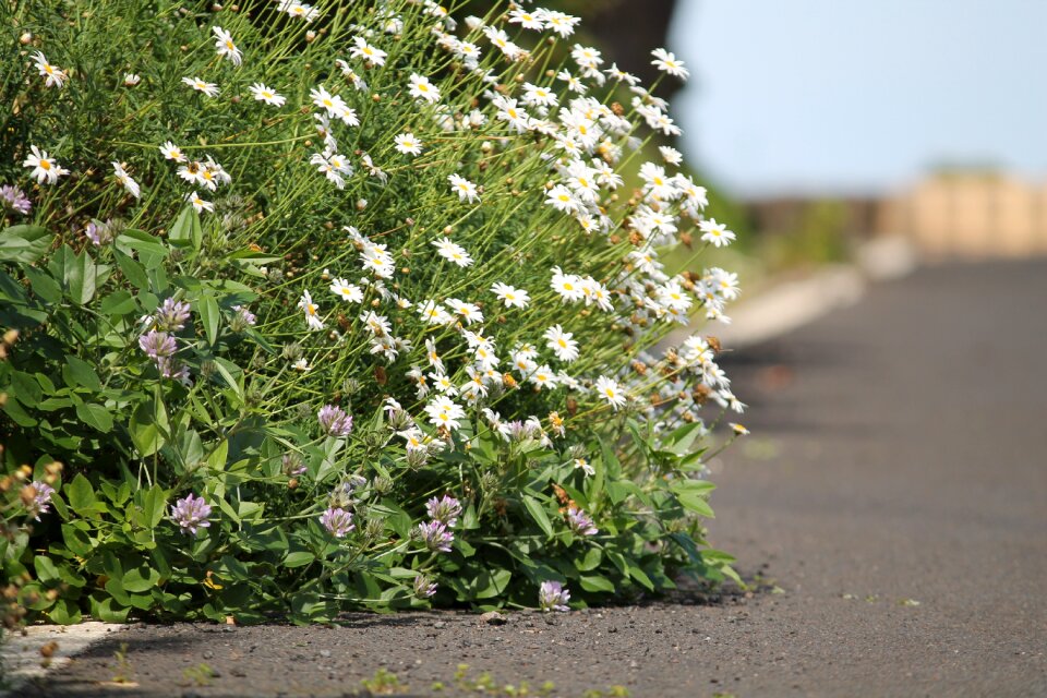 Blossom bloom summer