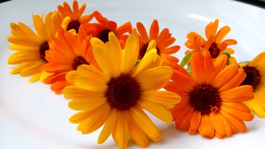 Plant calendula garden